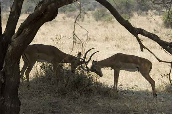 Antílope Impala - parque nacional de Tarangire - Tanzania.jpg